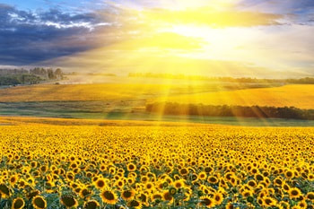 Saskatchewan Spiritual Events - field of sunflowers in Saskatchewan